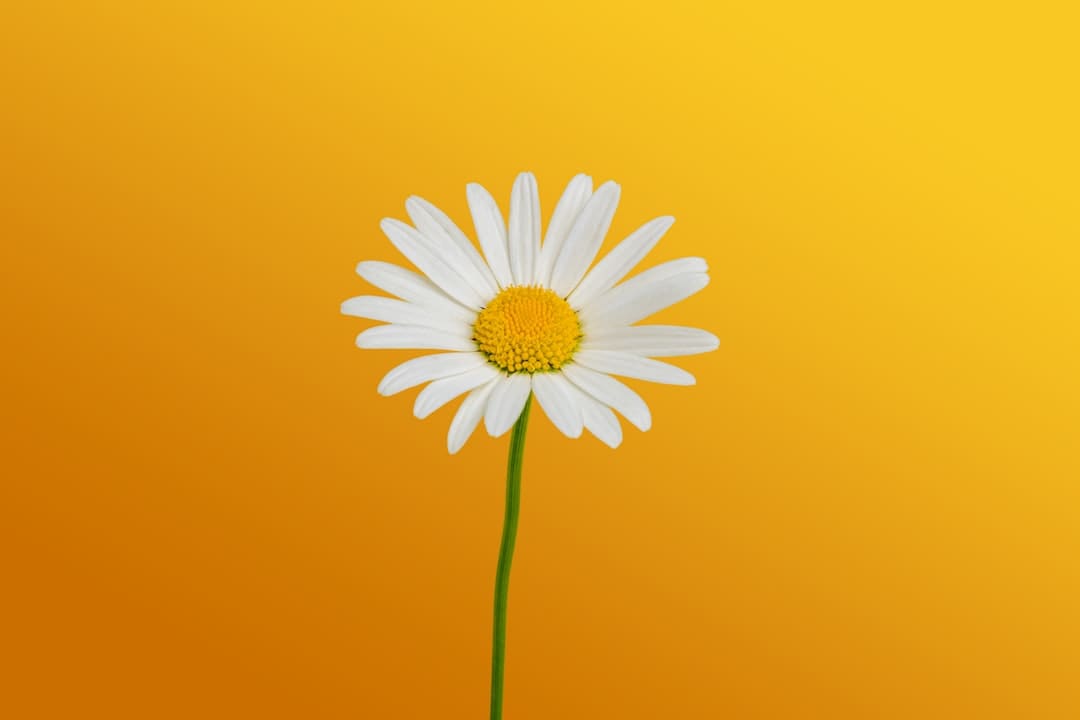 高分动画电影《蜗牛回忆录》成年人限制级治好神话